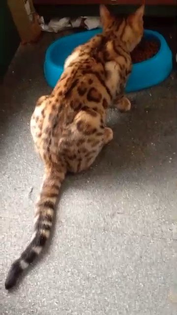 predigree Bengals girl pet for sale in London