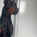 Dobermann Pups Available! in Liverpool