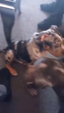 American Pocket Bully Pups in Liverpool