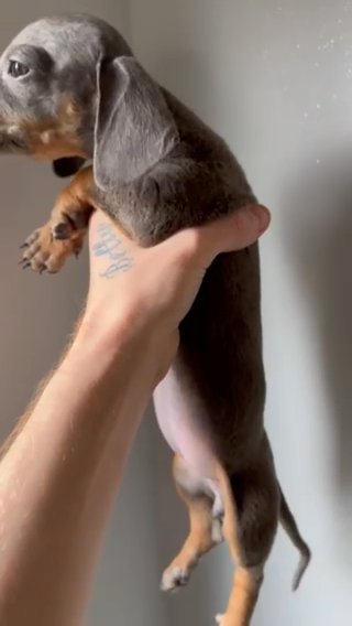 Miniature Dachshund Puppy in Wigan