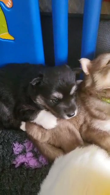 wooly siberian husky pups in Braintree