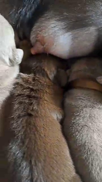 kc registered English bulldog puppies in Basildon