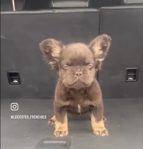 @Leicester_frenchies in Leicester