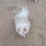 STUNNING POMERANIAN GIRL in Denbighshire