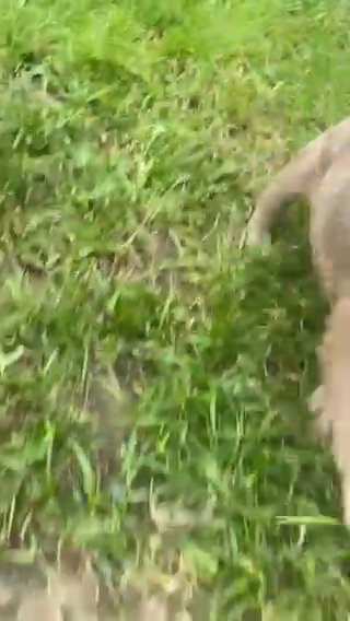 KC Registered French Bulldog Puppies in Leicester