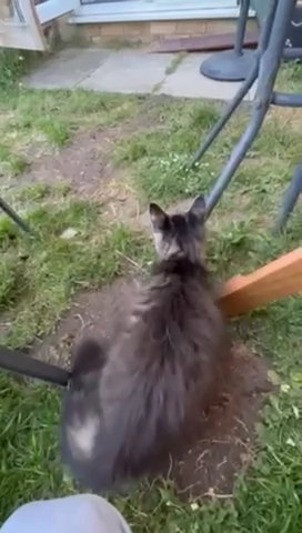 TICA,maine Coon For STUD. in Northumberland
