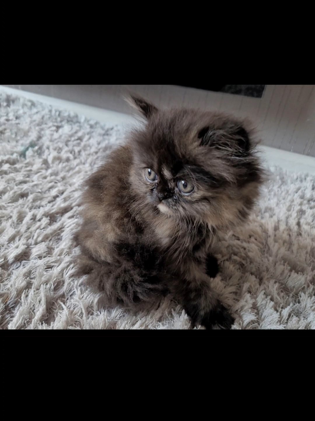 PURE BREED PERSIAN KITTENS FOR SALE FEMALE & MALE in Manchester