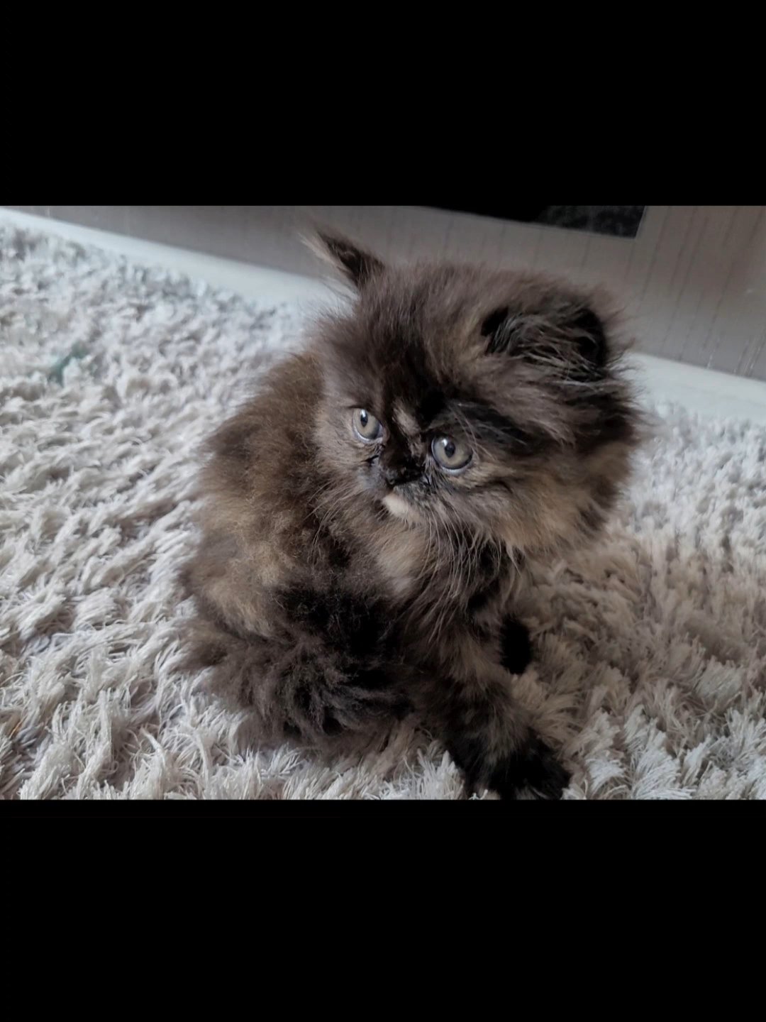PURE BREED PERSIAN KITTENS FOR SALE FEMALE & MALE in Manchester