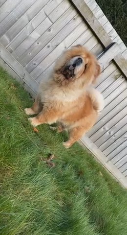 Female Chow Chow For Sale in Preston