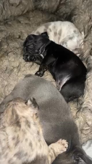 Beautiful French Bulldog Puppies For Sale in Leeds