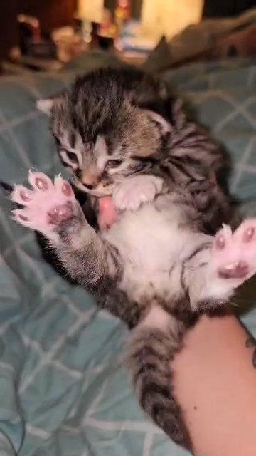 Stunning fluffy mainecoon mix kitten in South Staffordshire