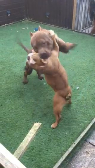 English Bulldog Girl in Birmingham