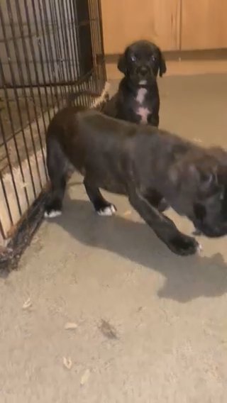 Bandog Mastiff in Bradford