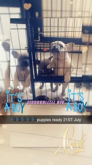 Merle Puppies For Sale in Nottingham