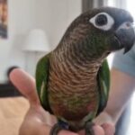 Baby Hand Reared Female Green Cheek Conure. in Sunderland