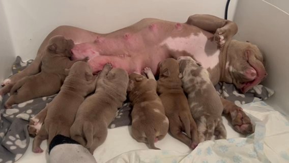 Mona X Odin Puppies in London