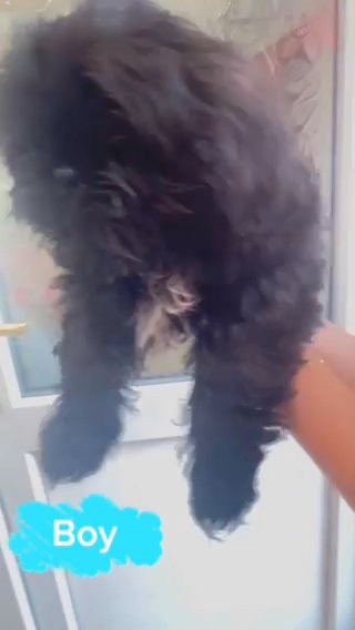 Boy Shih Tzu in Worcester