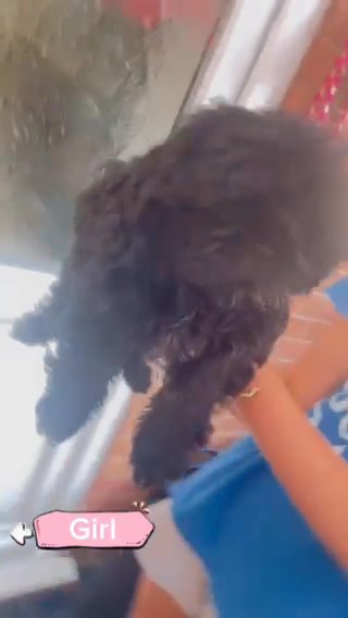 Girl Shih Tzu Puppy For Sale in Worcester