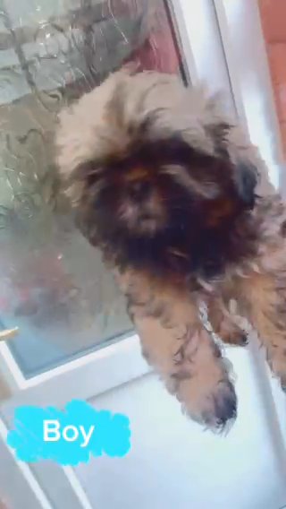 Boy Shih Tzu in Worcester