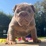 READY NOW!! Lilac Tan KC Registered English Bulldogs ?? in Braintree