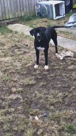 Staffordshire Bull Terrier Cross American Bulldog Aww in Wiltshire