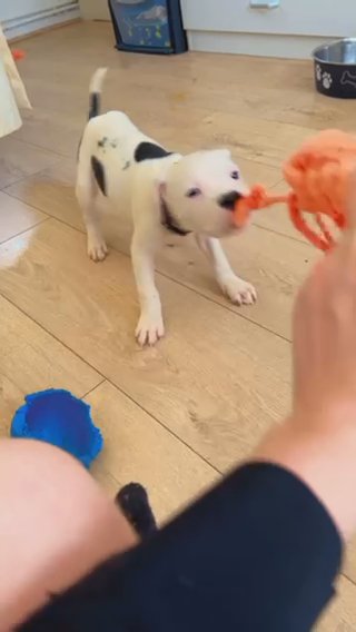 American Bulldog Cross Staffordshire Bull Terrier in Wiltshire