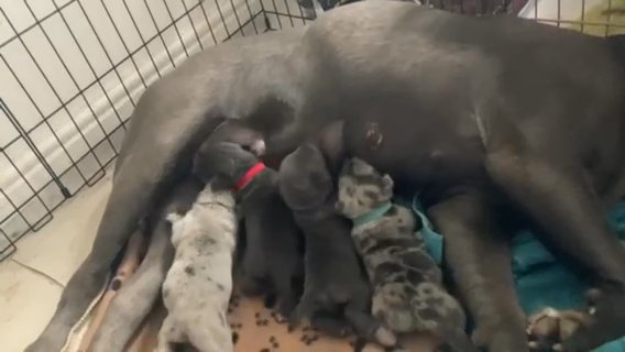 Beautiful Litter Of merle And blue Cane Corso Pups in London