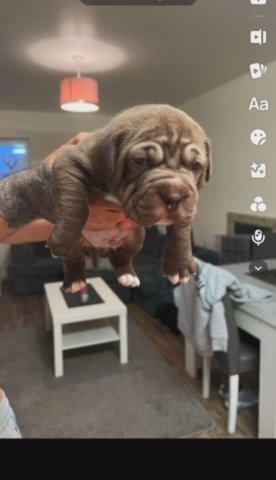 Sharpei X American Bully in Suffolk