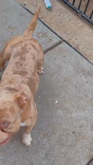 STUD chocolate & Tan Merle Pocket Bully in London