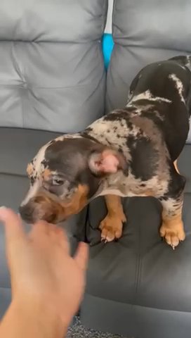 Pocket bully’s Puppy’s in Liverpool