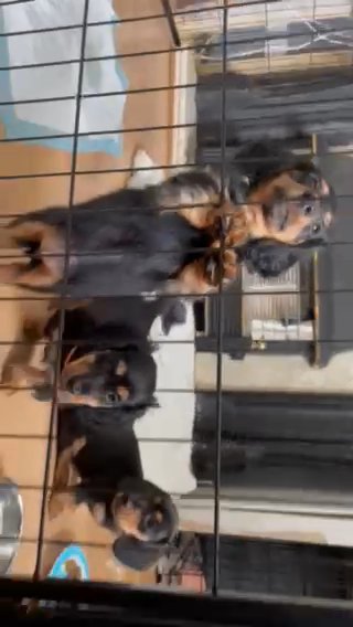 Miniature Dachshunds - CHAMPION BLOODLINE in Glasgow