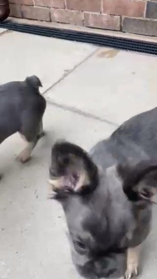 Kc Reg Visual Fluffy French Bulldog in St. Helens