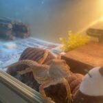 5 Month Old Bearded Dragon Hypo Translucent For Sale in Bridgend