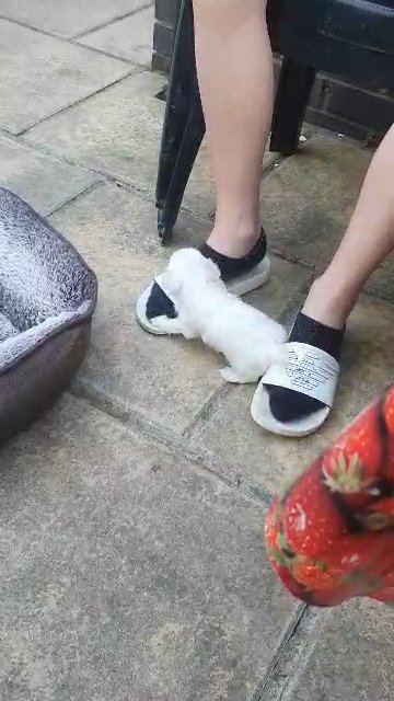Maltese toy in London