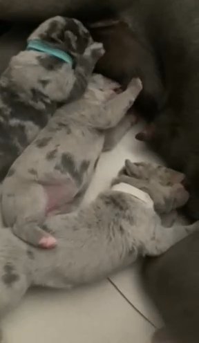 Rare Markings, Merle Cane Corso Puppies in London