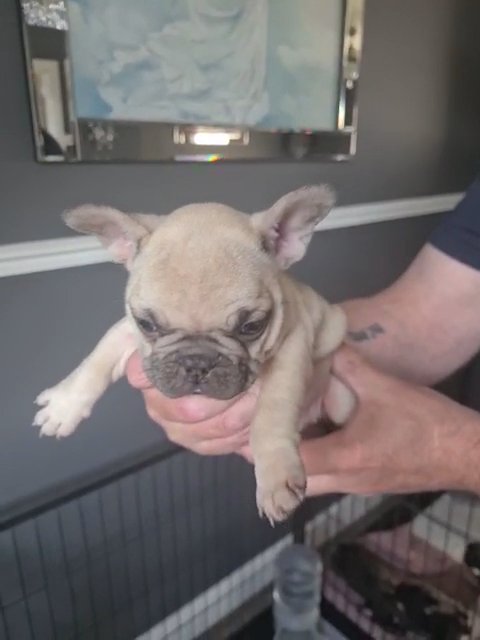 frenchbulldogs in Walsall