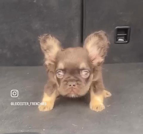 @leicester_frenchies in Leicester