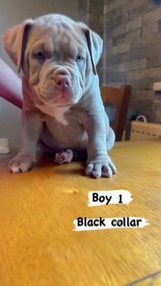 American Bully 2x Cowboy Puppies in Leeds