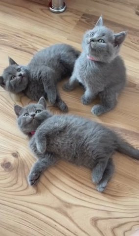 British Shorthair Gorgeous Blue Girls Available in London