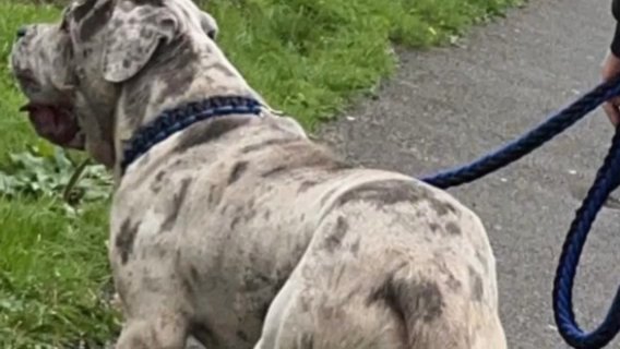 Cane Corso Cross in Calderdale