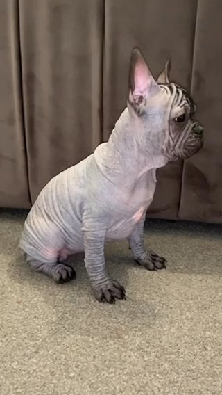 Hairless French Bulldog Female in Glasgow