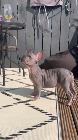 Hairless French Bulldog Male in Glasgow