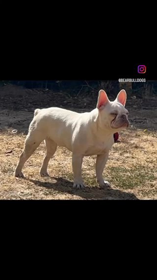 19 Month Lilac Merle Platinum French Bulldog Girl in Braintree