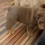 English Bulldog Puppies in Manchester
