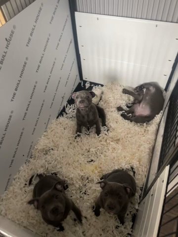 Blue Staffordshire Bullterrier Males in Staffordshire