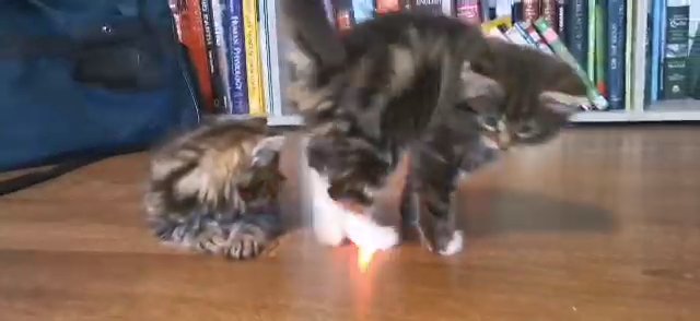 Last boy kitten left - ready to go now in Redditch