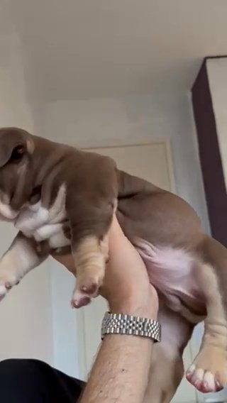 Pocket Bully Puppies in Nottingham