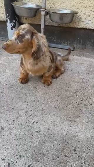 Long Haired Miniature Dachshund in Cardiff