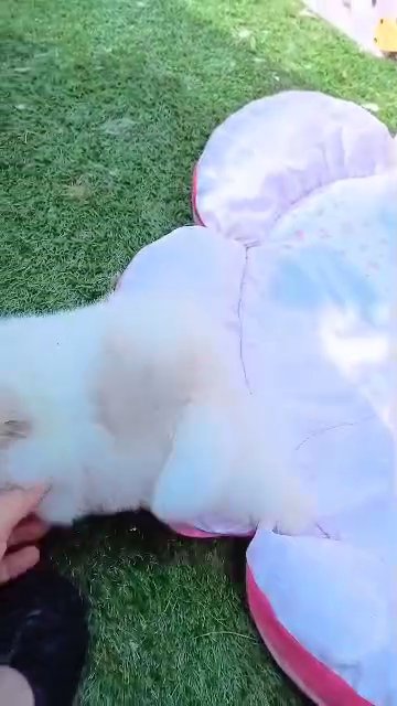 RARE COLOUR QUALITY POMERANIAN GIRL! in Denbighshire