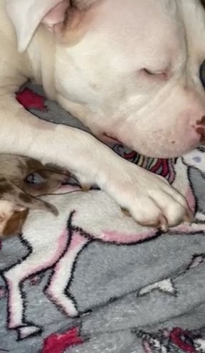 Pocket Puppies in Southampton